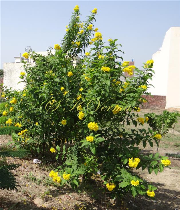  Plant